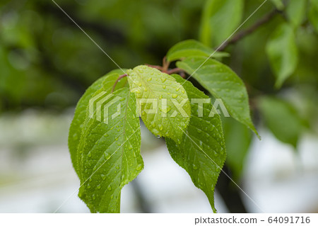 Kawazu cherry tree leaf rain 64091716