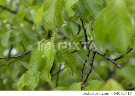 Kawazu cherry tree leaf rain Kawazu cherry tree leaf rain 64091717