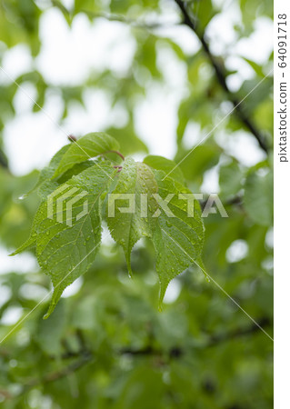 Kawazu cherry tree leaf rain Kawazu cherry tree leaf rain 64091718