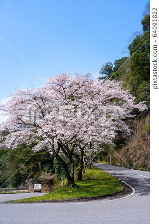 Cherry tree of Kimigano dam 64091822