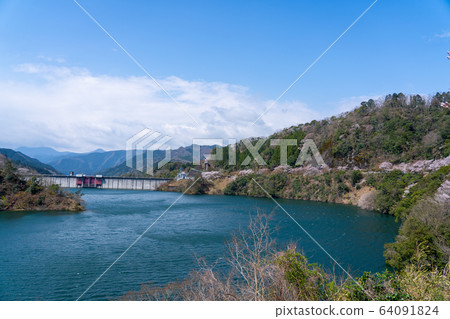 Cherry tree of Kimigano dam 64091824