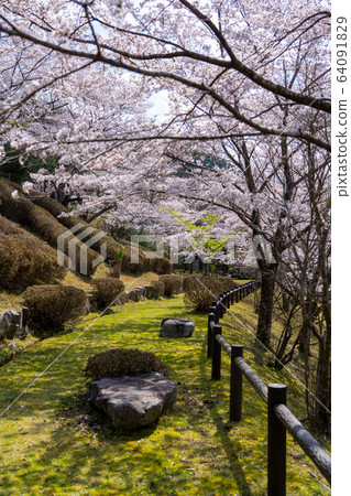Cherry tree of Kimigano dam Cherry tree of Kimigano dam 64091829