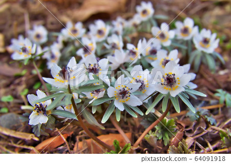 Setubusou flower 64091918