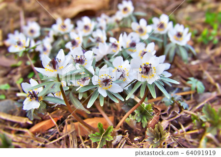 Setubusou flower Setubusou flower 64091919