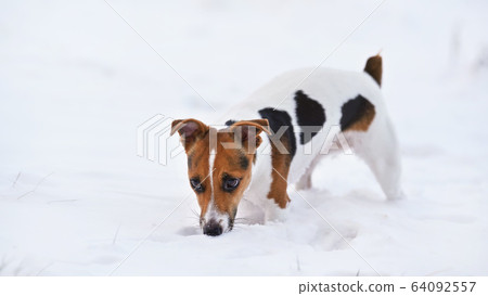 Small Jack Russell terrier walking on snow, sniffing the ground Small Jack Russell terrier walking on snow, sniffing the ground 64092557