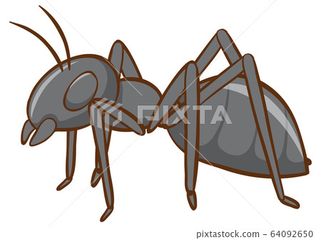 Black ant on white background 64092650