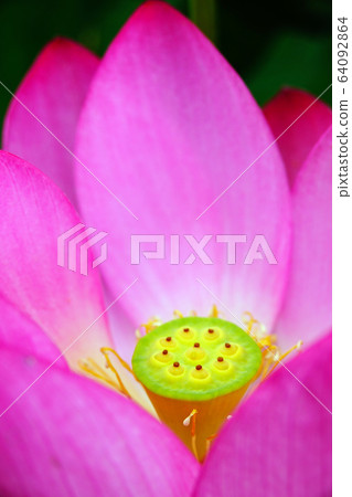 蓮花象徵佛教 64092864