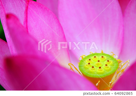 Lotus symbolizing buddhism Lotus symbolizing buddhism 64092865