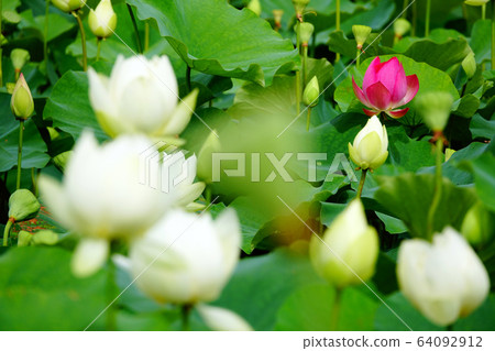 Lotus symbolizing buddhism Lotus symbolizing buddhism 64092912