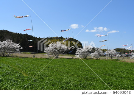Sakura, wind and carp streamer 64093048