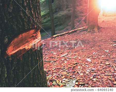 Fresh notch cut into young oak or aspen tree. Fresh notch cut into young oak or aspen tree. 64093140