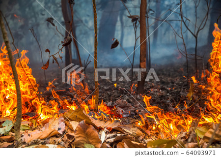 Rain forest fire disaster is burning caused by 64093971
