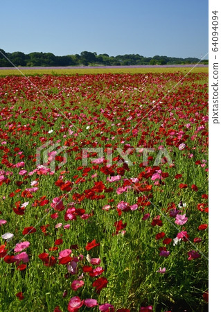 Poppy flower field 64094094