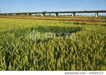 Onaribashi bridge over Arakawa over poppy flower field and wheat field 64094113