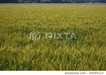麥田和麥田在遠處 麥田和麥田在遠處 64094123