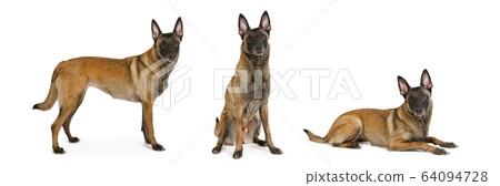 Three similar pedigree Belgian shepherd dogs 64094728