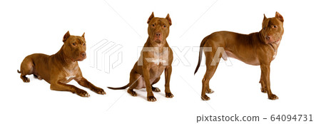 Purebred American Pit Bull Terrier dog isolate 64094731