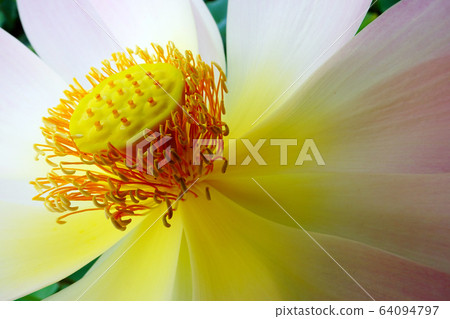 蓮花象徵佛教 64094797