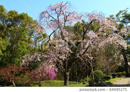 Weeping Sakura @ Todo Residence @ Akitake Tokugawa @ Matsudo Weeping Sakura @ Todo Residence @ Akitake Tokugawa @ Matsudo 64095275