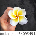 Vietnam flower frangipani zoom 64095494