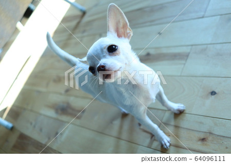 Chihuahua looking up 64096111