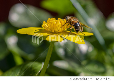 Honeybees sucking flower nectar Honeybees sucking flower nectar 64096160