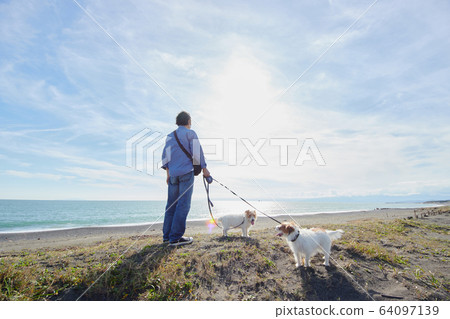 老人活躍狗海狗 老人活躍狗海狗 64097139