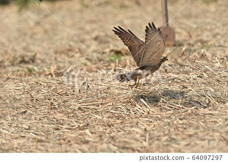 野鳥/鷹 野鳥/鷹 64097297