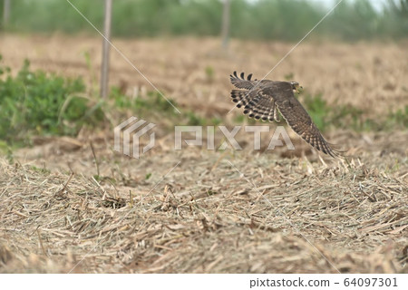 Wild bird / Hawk Wild bird / Hawk 64097301