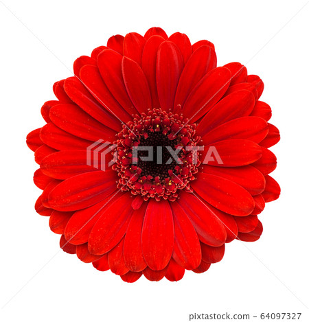Red gerbera flower head isolated white background 64097327