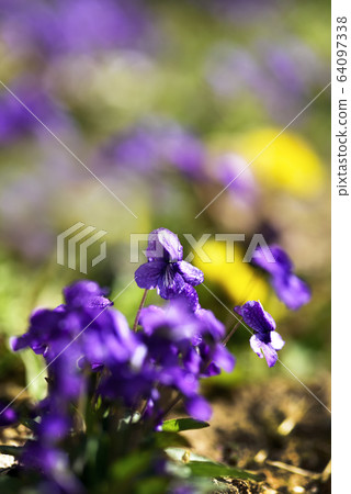 春天花紫羅蘭 春天花紫羅蘭 64097338