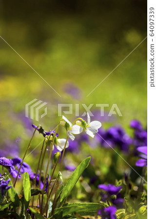 春天花紫羅蘭 春天花紫羅蘭 64097339