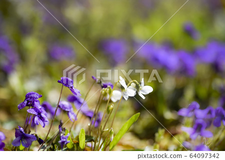 Spring flower violet 64097342