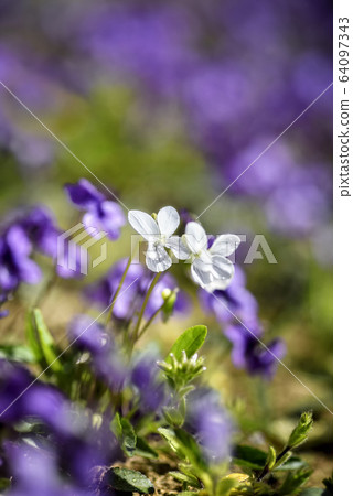 Spring flower violet Spring flower violet 64097343