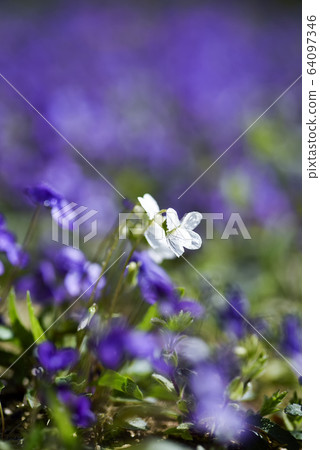 春天花紫羅蘭 64097346