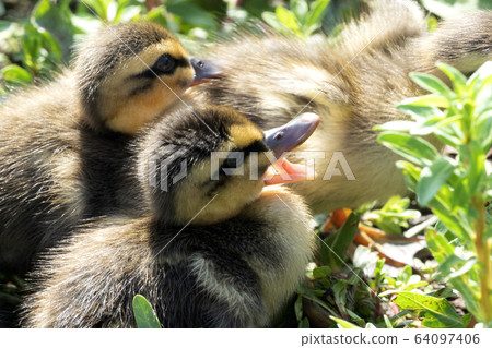 新生小鴨 64097406