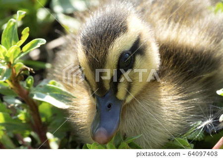 新生小鴨 64097408