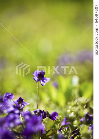 春天花紫羅蘭 春天花紫羅蘭 64097607