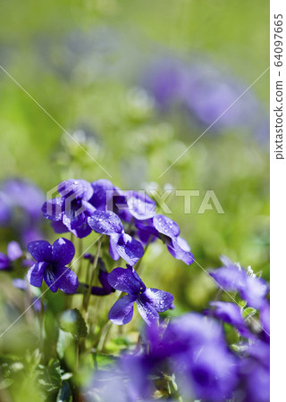 春天花紫羅蘭 春天花紫羅蘭 64097665