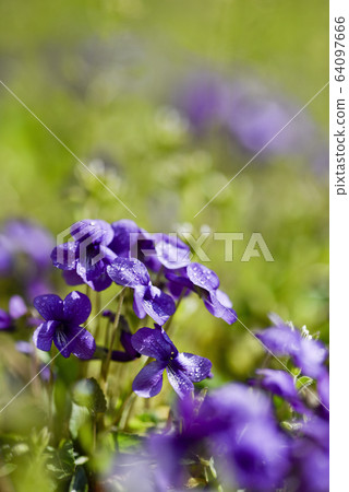 春天花紫羅蘭 64097666