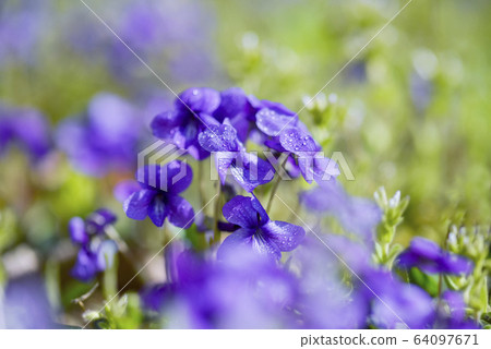 春天花紫羅蘭 春天花紫羅蘭 64097671
