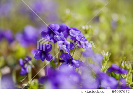 春天花紫羅蘭 春天花紫羅蘭 64097672