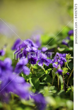 春天花紫羅蘭 64097673