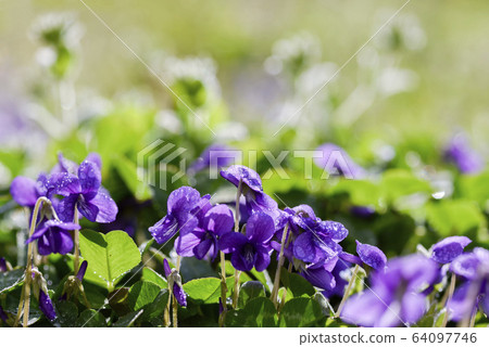 Spring flower violet Spring flower violet 64097746