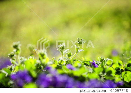 Spring flower violet 64097748