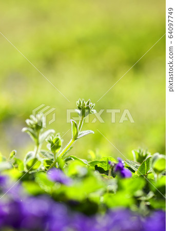 春天花紫羅蘭 64097749