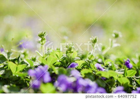 春天花紫羅蘭 64097752