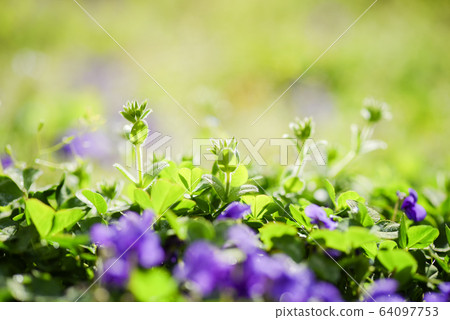 春天花紫羅蘭 64097753