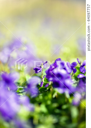 春天花紫羅蘭 春天花紫羅蘭 64097757
