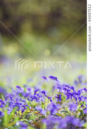 春天花紫羅蘭 64097812